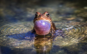 Good vibrations. Chorus frogs come to the pool to mate ea... by Steven Miller 